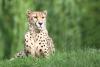 Gepard