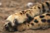 Gepard