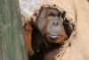 Oran Utan