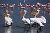 Pelikane am Lake Nakuru