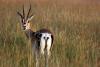 Thomson-Gazelle